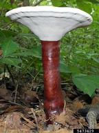 Ganoderma root and butt rot (<em>Ganoderma curtisii</em>) fruiting bodies on (<em> </em>)
