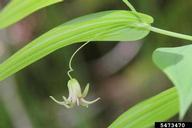Streptopus amplexifolius (white twisted stalk) flower