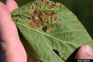 Bacterial pustule