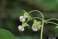 Asclepias exaltata (poke milkweed)