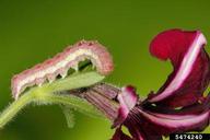 tobacco budworm (<em>Heliothis virescens</em>) larva(e) on (<em> </em>)