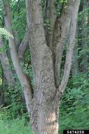 Acer saccharinum; typical open growth form