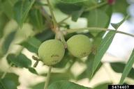 Juglans nigra developing fruit, early July