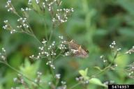 silverspotted skipper (<em>Epargyreus clarus</em>) adult(s) on (<em> </em>)