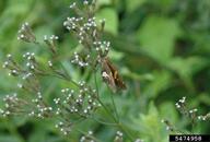 silverspotted skipper (<em>Epargyreus clarus</em>) adult(s) on (<em> </em>)