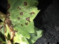 Symptoms of bacterial blight on pea following hail damage. Note the angular lesions.