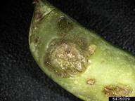 Bacterial blight of pea following hail damage; note the direct damage due to hail on the pod.