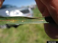 Bacterial blight/black chaff on irrigated spring wheat