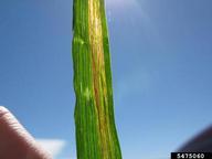 Bacterial blight/black chaff on irrigated spring wheat