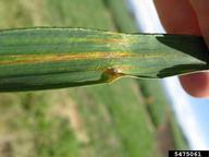 Bacterial blight/black chaff on irrigated spring wheat. Note the long lesions following the leaf veins and bacteria oozing from the lesion.
