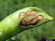 Pod lesion of Septoria blight on dry pea