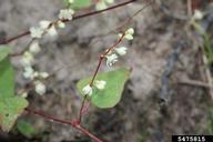 Fallopia cilinodis syn. Polygonum cilinode - fringed black bindweed