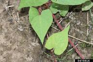 Fallopia cilinodis syn. Polygonum cilinode - fringed black bindweed