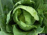 diamondback moth (<em>Plutella xylostella</em>) symptoms on cabbage (<em>Brassica oleracea var. capitata</em>)