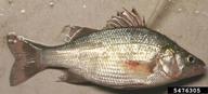 white perch (<em>Morone americana</em>) adult(s) on (<em> </em>)