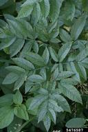 foliage 