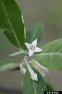 autumn olive (<em>Elaeagnus umbellata</em>) flower(s) on (<em> </em>)
