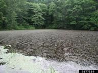 watermilfoil (<em>Myriophyllum spp.</em>) infestation on (<em> </em>)