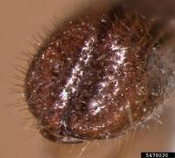 bark beetle (<em>Dryoxylon onoharaensis</em>) adult(s) on (<em> </em>)