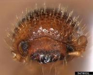 bark beetle (<em>Dryoxylon onoharaensis</em>) adult(s) on (<em> </em>)