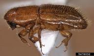 bark beetle (<em>Dryoxylon onoharaensis</em>) adult(s) on (<em> </em>)