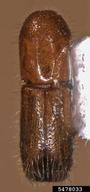 bark beetle (<em>Dryoxylon onoharaensis</em>) adult(s) on (<em> </em>)