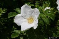 Seaside rose (<em>Rosa rugosa</em>) flower(s)