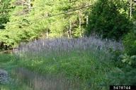 Amur silvergrass (<em>Miscanthus sacchariflorus</em>) infestation on (<em> </em>)