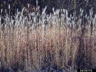 Amur silvergrass (<em>Miscanthus sacchariflorus</em>) infestation on (<em> </em>)