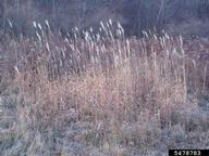 Amur silvergrass (<em>Miscanthus sacchariflorus</em>) infestation on (<em> </em>)