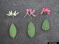 Morrow's honeysuckle (<em>Lonicera morrowii</em>) flower(s) on (<em> </em>)