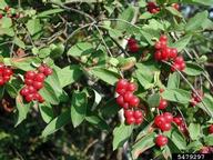 Morrow's honeysuckle (<em>Lonicera morrowii</em>) fruit(s) on (<em> </em>)