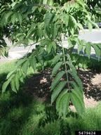 foliage