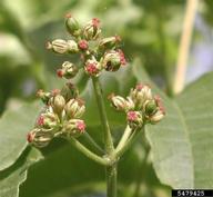 inflorescence