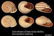 milk snail (<em>Otala lactea</em>) indicator(s) on (<em> </em>)