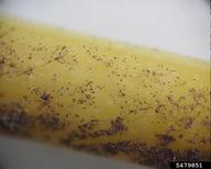 Lobed hyphopodia and dark mycelia on root tissue