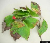 leaf spots
