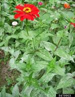 Powdery mildew