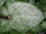 Powdery mildew