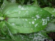 Powdery mildew