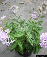 Powdery Mildew<br />Cultivar is 'Franz Schubert' 