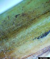 Dark mycelia and hyphoohodia on a fibrous root<br />cultivar is 'Fireworks'