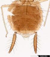 Female vivipara. Abdomen.