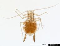 Female vivipara. Habitus.