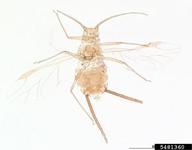 Female vivipara. Habitus.