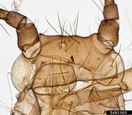 Female vivipara. Head.