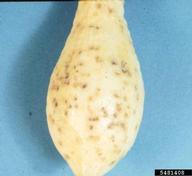 scab (<em>Cladosporium cucumerinum</em>) symptoms on gourd (<em>Cucurbita spp.</em>)
