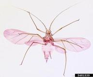 Female vivipara. Habitus.