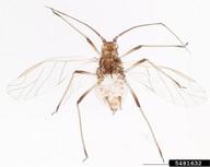 Brendan Wray,  Bugwood.org Female vivipara. Habitus.