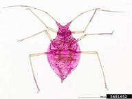 Female vivipara. Habitus.